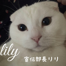 lily♡