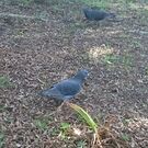 シライ ケイスケ