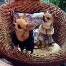 ミニギャラリー 福多んち