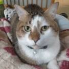 テンマくん応援チーム