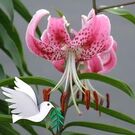 カワサキ アキラ