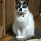 ちぃ〰️　みゅう〰️