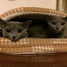 Keiko Tanabe-Nishino