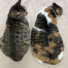 chiro_kuro_uzura_tete