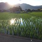 エンドウ タダシ