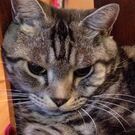 やながわ やすよ