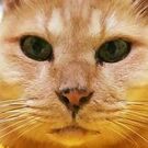 しらはま ゆきんこ