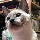 Akane Mitadera Kishida