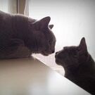 せきもと としこ