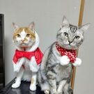 ももこて母さん