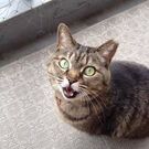 Misato Hayashi Dalrymple