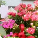 はしもと かよこ