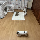 Jupiter株式会社 わんわん保育園フェアリーテイル