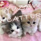 ゆざわ さんちの ねこ