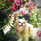 ほんじょう かおり