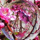 ハシモト チヅコ