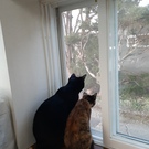 くろさびちゃとら