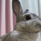 あんどう きょう