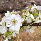 わらく堂 おおが