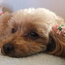 もりもと かおり