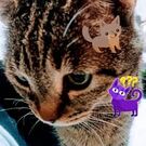 ながさき さなえ