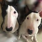 みにぶる ふぁむ