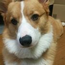 にしの やすひで