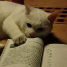 ともみ いしかわ