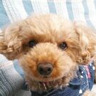 ちょこらぶここ