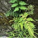 ニシカワ ノリユキ