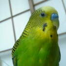 よっぴー　ぴーちゃん