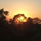 原田 ゆうこりん