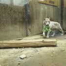 ヨタロー ワンママ