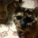 つきみとちゃば