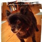 はやしざき ひろえ