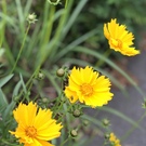 呑気な母ちゃん