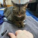 純次クルーニー