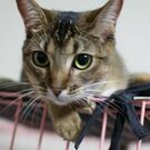 みつの きょうこ