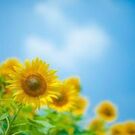 かきはな あゆみ