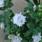 きたむら ひさこ