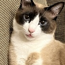 ゆきみてんてい