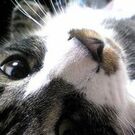 オオツカ ミナコ