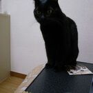 ありよし さおり