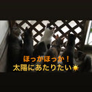 NPO法人猫の家hanoya