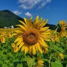 いわもとさつき