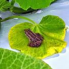 真野 地域おこし