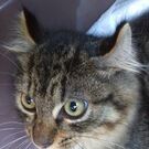 ほりぐち つゆみ