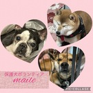 保護犬ボランティアマイレ
