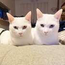 白猫マルとマメ
