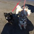 ニクネジャード 弘美